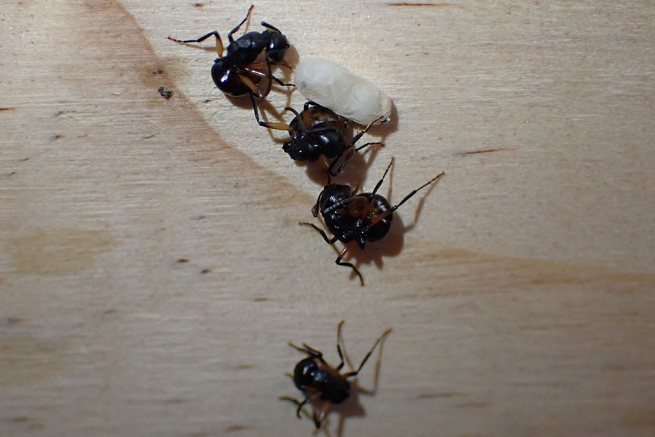 The ant colony was observed 'playing dead' by scientists on Kangaroo Island in South Australia.