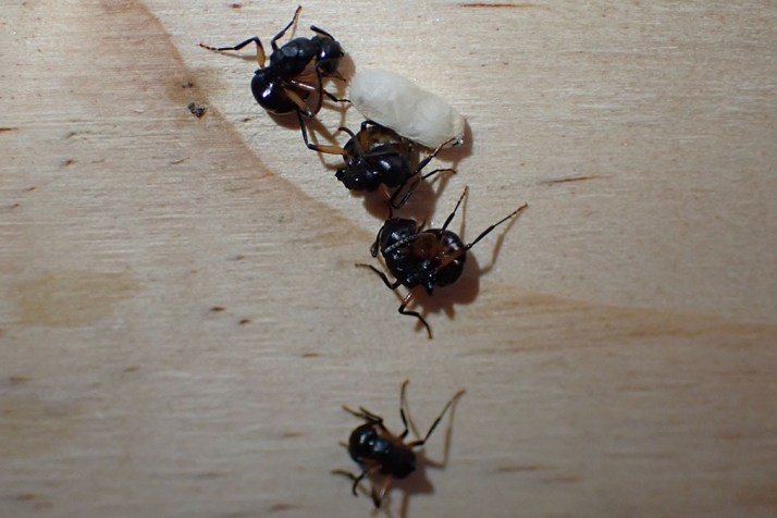 Ant colony can ‘play dead’ to avoid danger