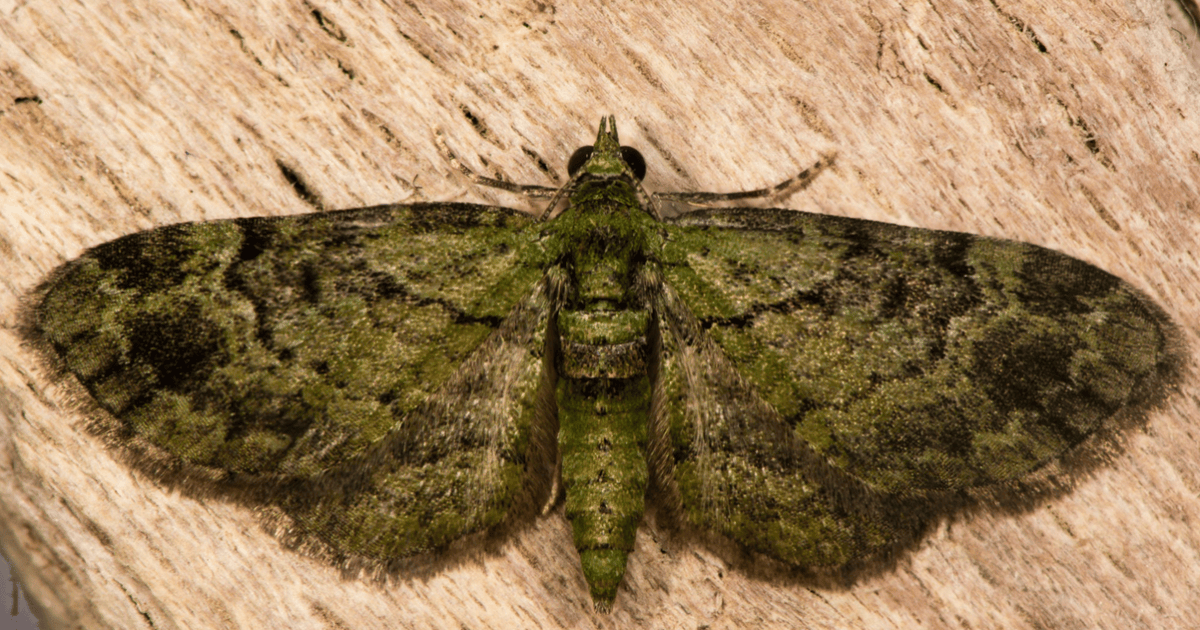 Volunteers needed to help save endangered bogong moth