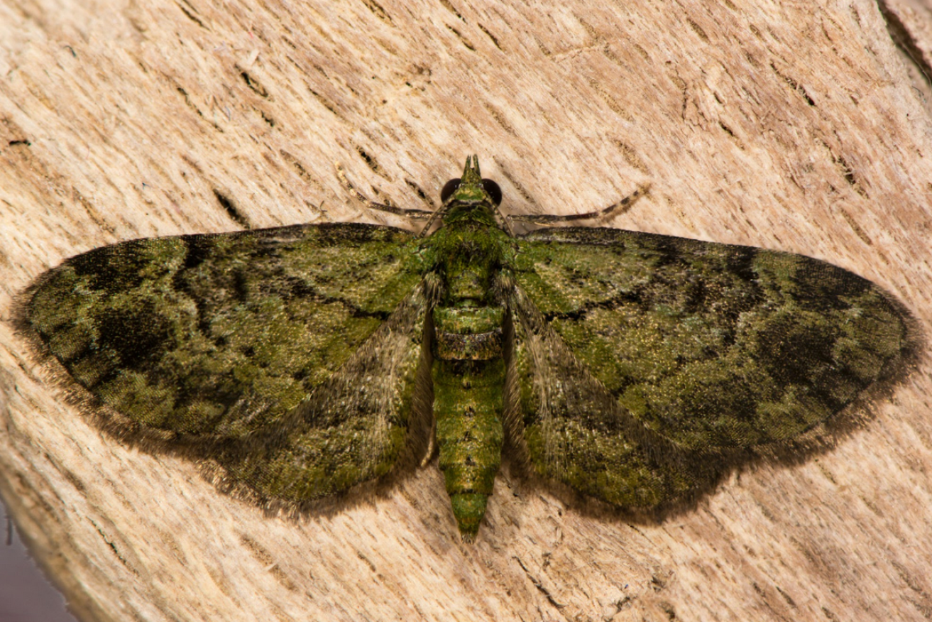 Bogong moths were once a summer fixture but are now seldom seen. <i>Photo: Australian Museum</i>