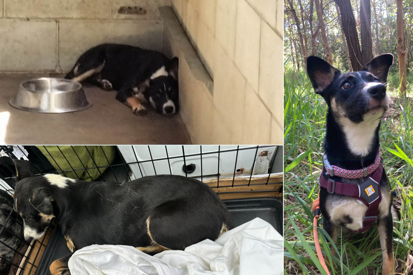 Bellatrix was one of the dogs allegedly found in distress (top left) but is now on the men (right). <i>Photo: AAP</i>