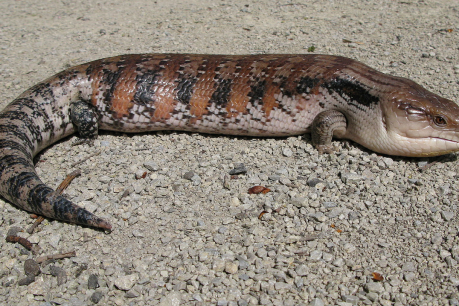 Police in WA swoop on alleged wildlife smuggler