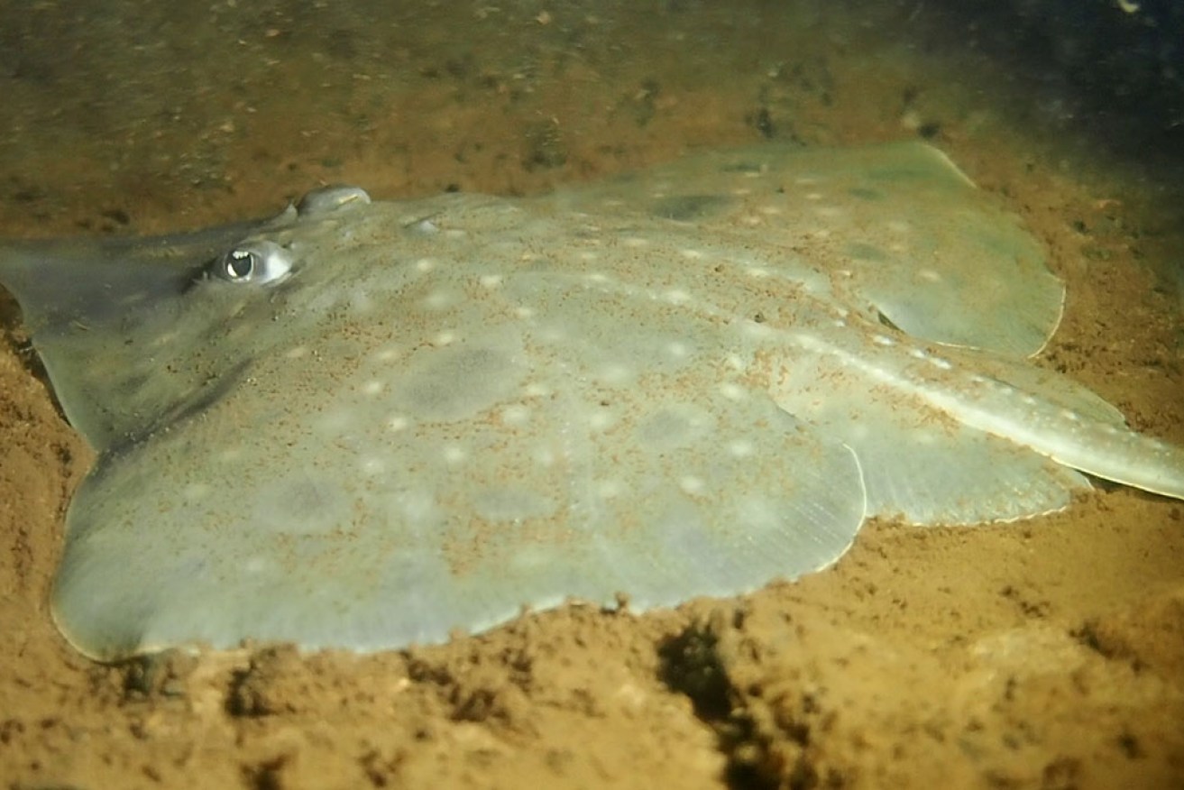 The maugean skate is on the brink of extinction with numbers plunging by almost half in seven years. 