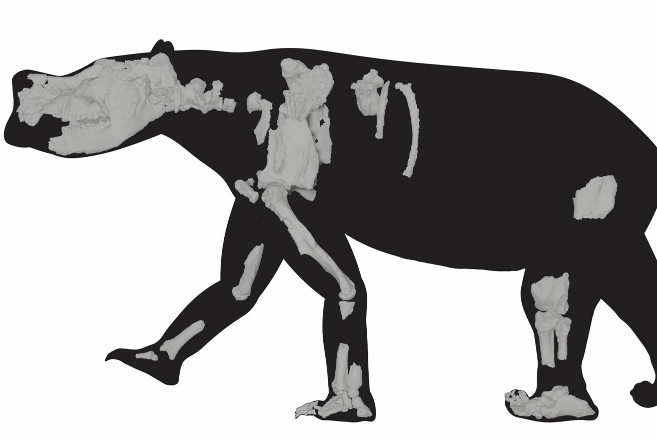 Some fossils from 'Ambulator keanei' found in South Australia.