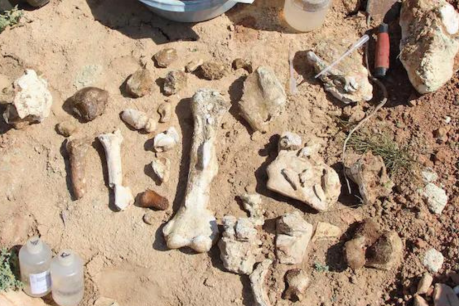 Newly described enormous marsupial wandered across Australia 3.5 million years ago