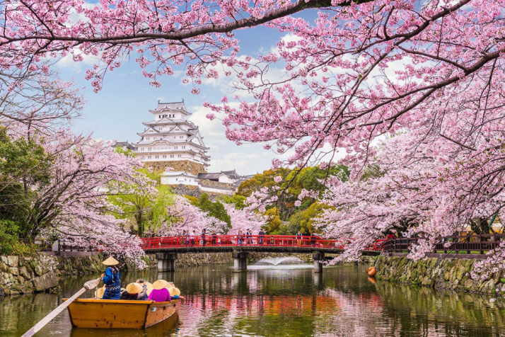 Social media maps sweep of cherry blossom season