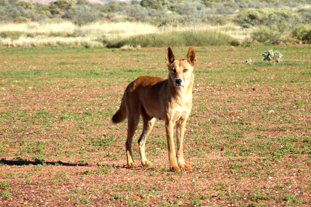 There has been a spate of dingo attacks on K'gari in recent months.