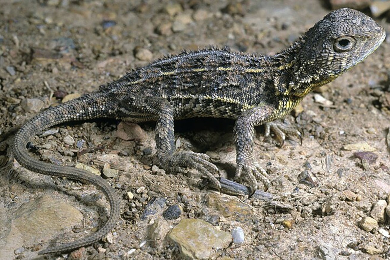 The discovery marked the first wild sighting of the earless grass dragon since 1969.