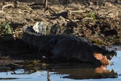 Fatal attack on fisherman by two crocs may be a first