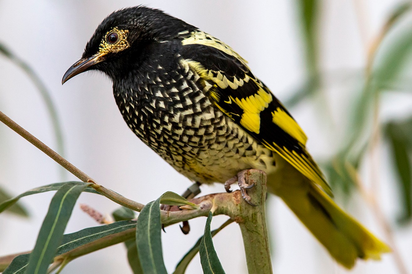 Australia's population of critically endangered regent honeyeaters is estimated at 250 to 350 birds. 
