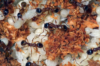 Fire ant invasion reaches as far south as Balina