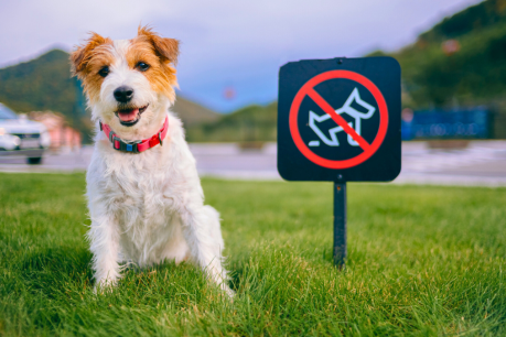 Science gives dog owners more cause to bin poo