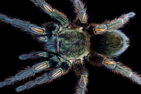 Spider’s venom brings hope for motor neurone sufferers