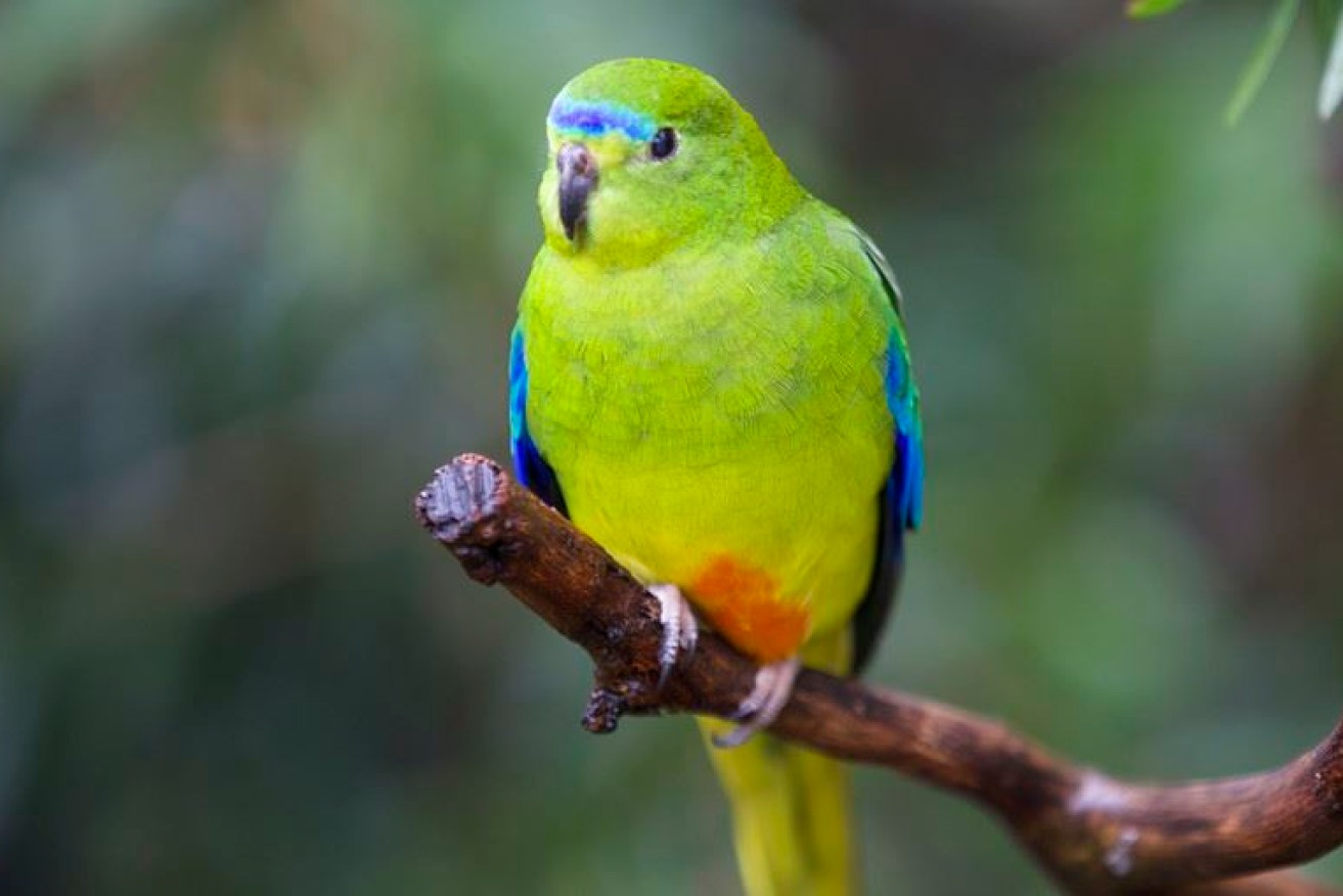 Micro technology is giving researchers fresh insights into the behaviour and locations of the endangered orange-bellied parrot.