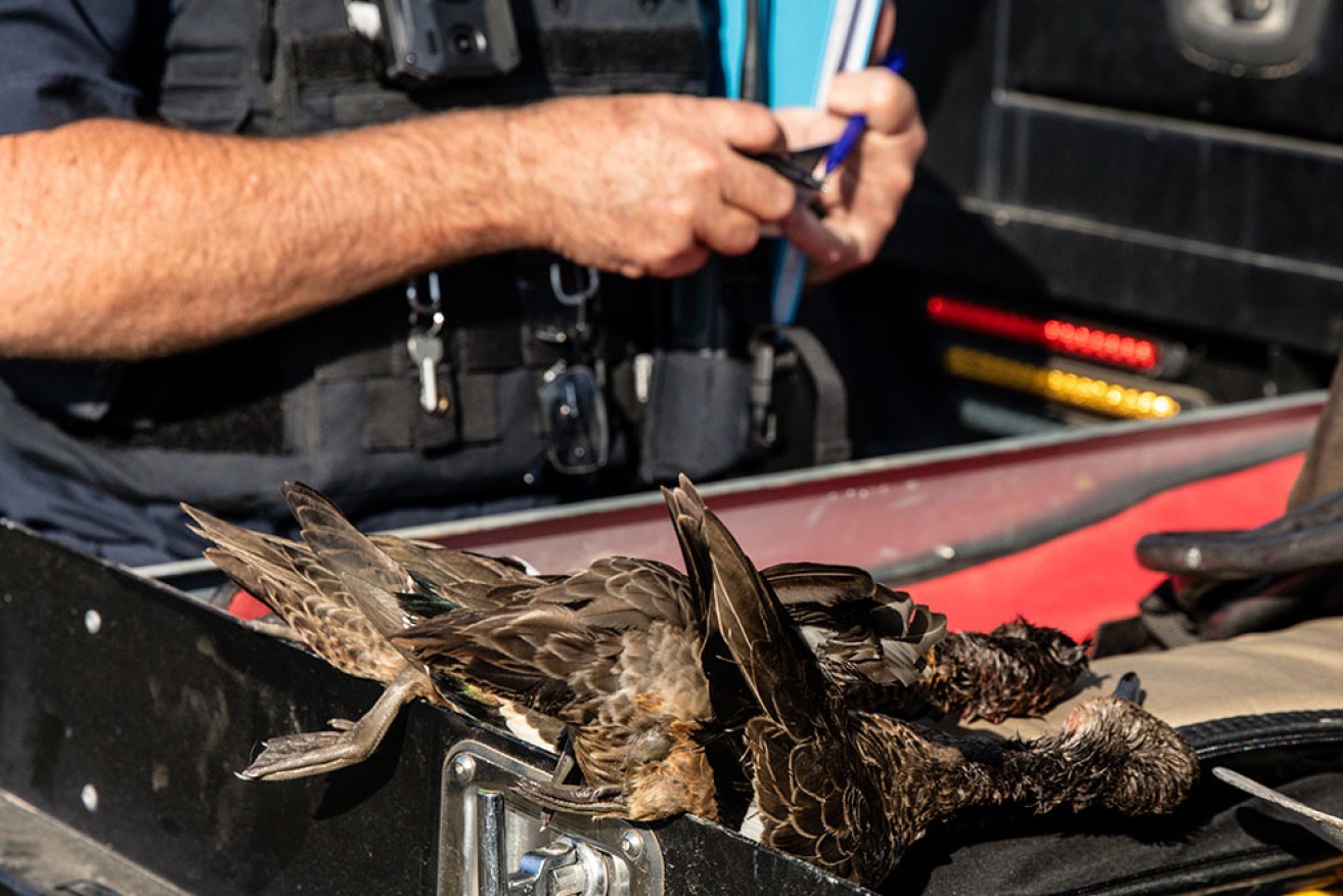 The Victorian government is expected to dismiss a committee's call for a ban on duck hunting.