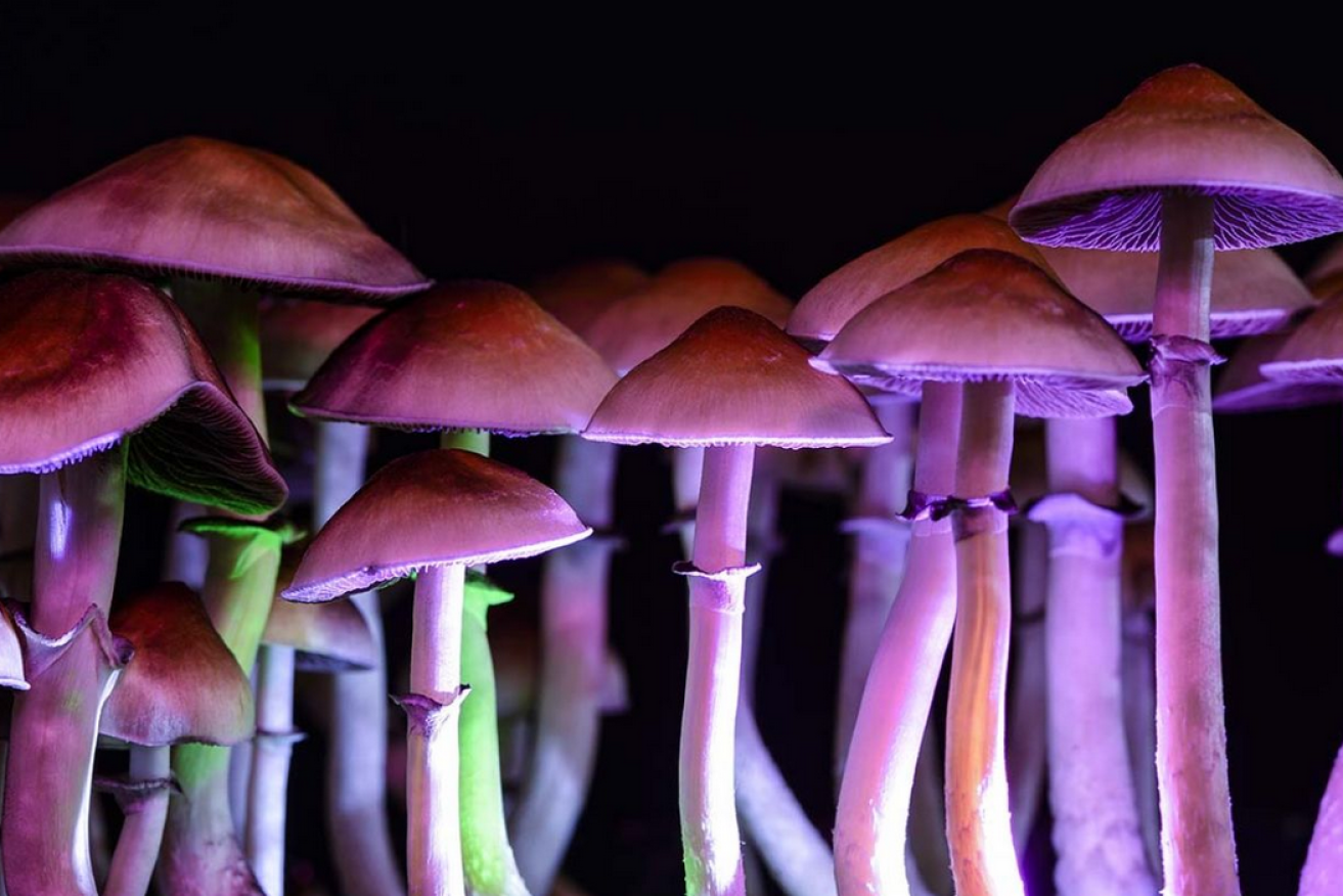 Tune in, turn on, get well - that's the hope of moves to approve magic mushrooms for psychiatric therapy.