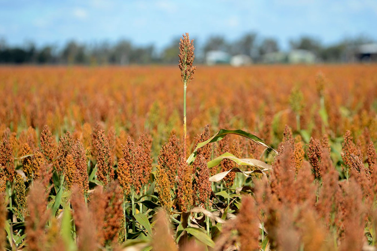 Australia is a standout performer when it comes to sustainable agriculture, new analysis shows.