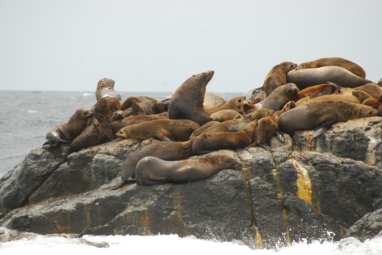 Montague Island in NSW is home to hundreds of Australian and New Zealand fur seals.