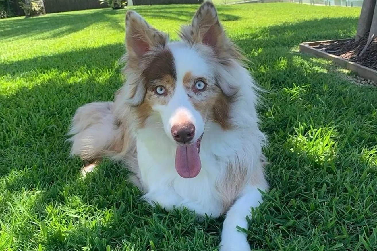 Bowie the Australian shepherd is believed to be safe and well after a tip-off to NSW police.