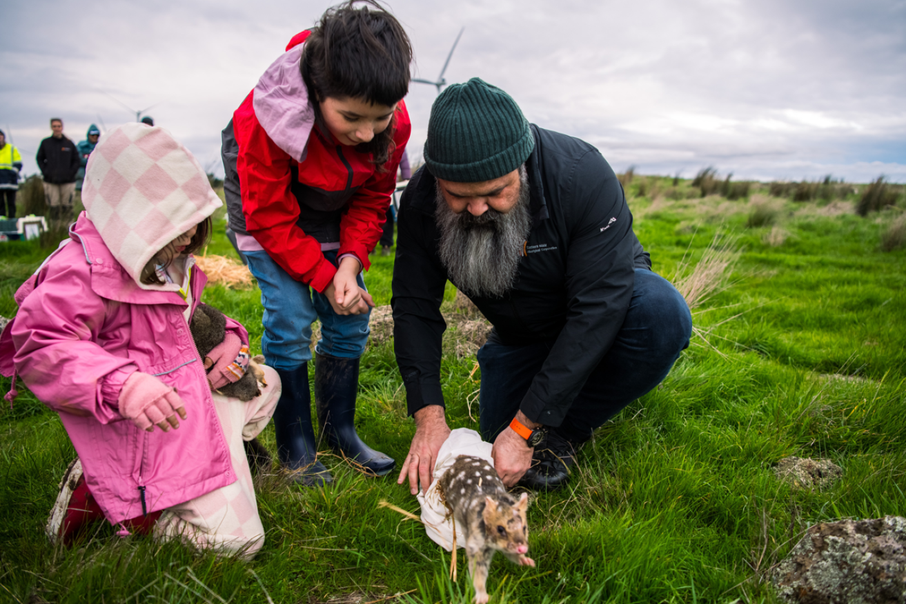 An eastern quoll gets a welcome return to country from Victoria's Eastern Maar nation.