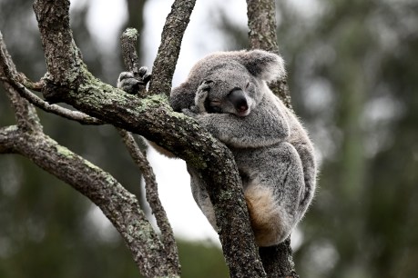 Logging halted in forests earmarked for koala hubs