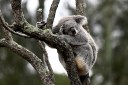 Farmer fined over mass koala deaths
