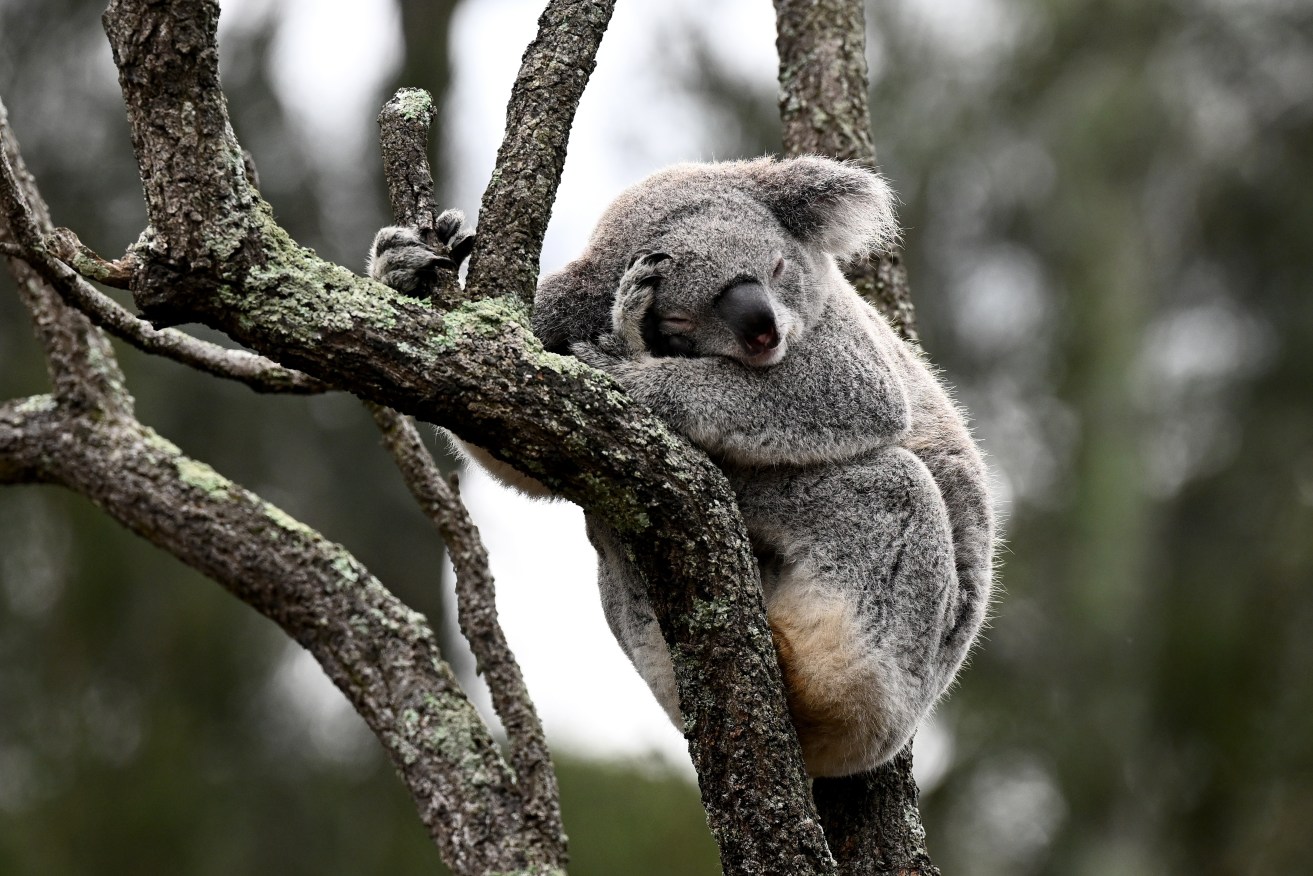 Some 2.2 million hectares of bush was cleared in Queensland in five years, including koala habitat.