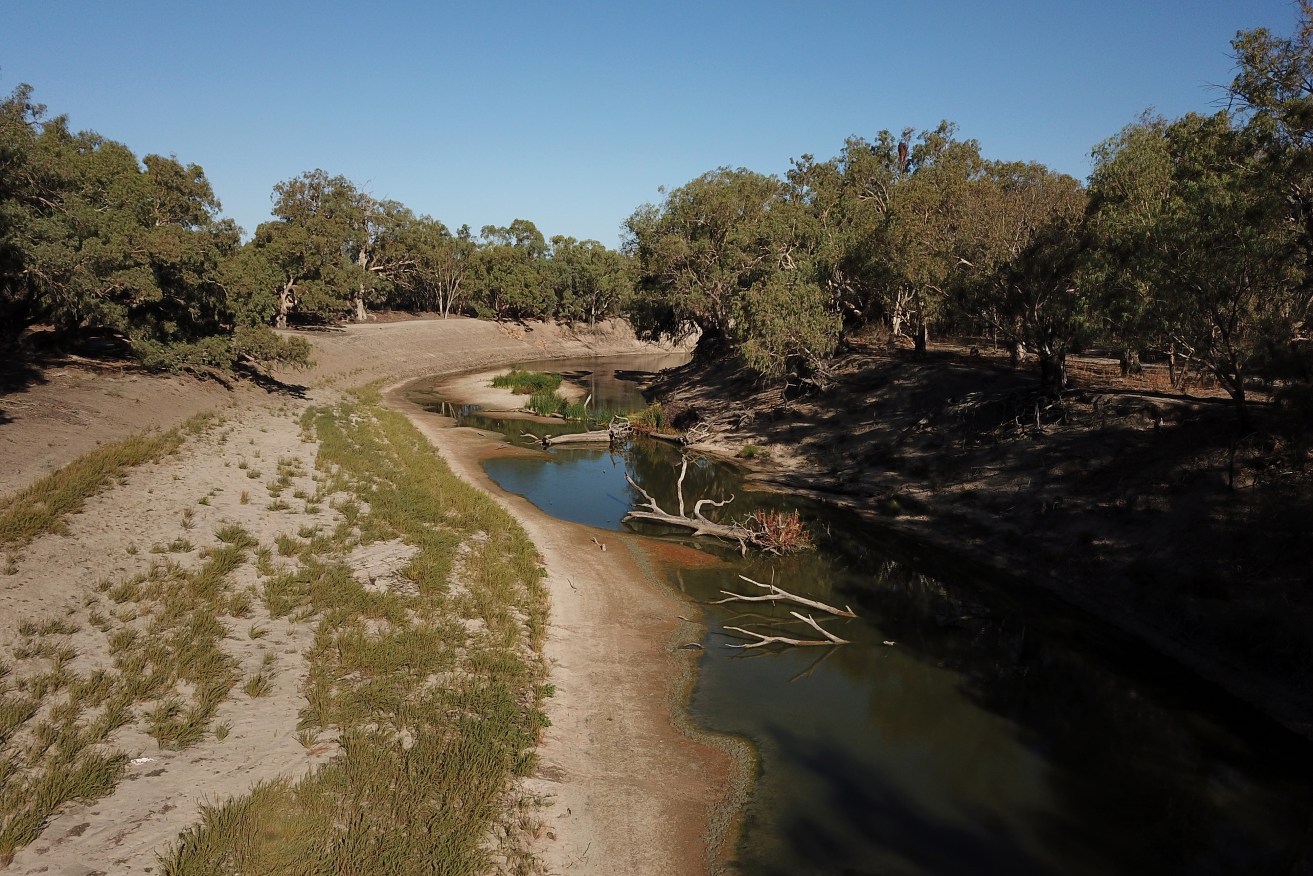 An expert says more water needs to be returned to rivers like the Darling to help wetlands survive.