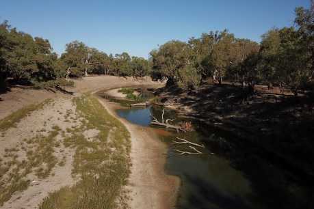 Drain on Murray-Darling Basin risks 140 species: Report
