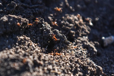 Fire ants on the march from Queensland