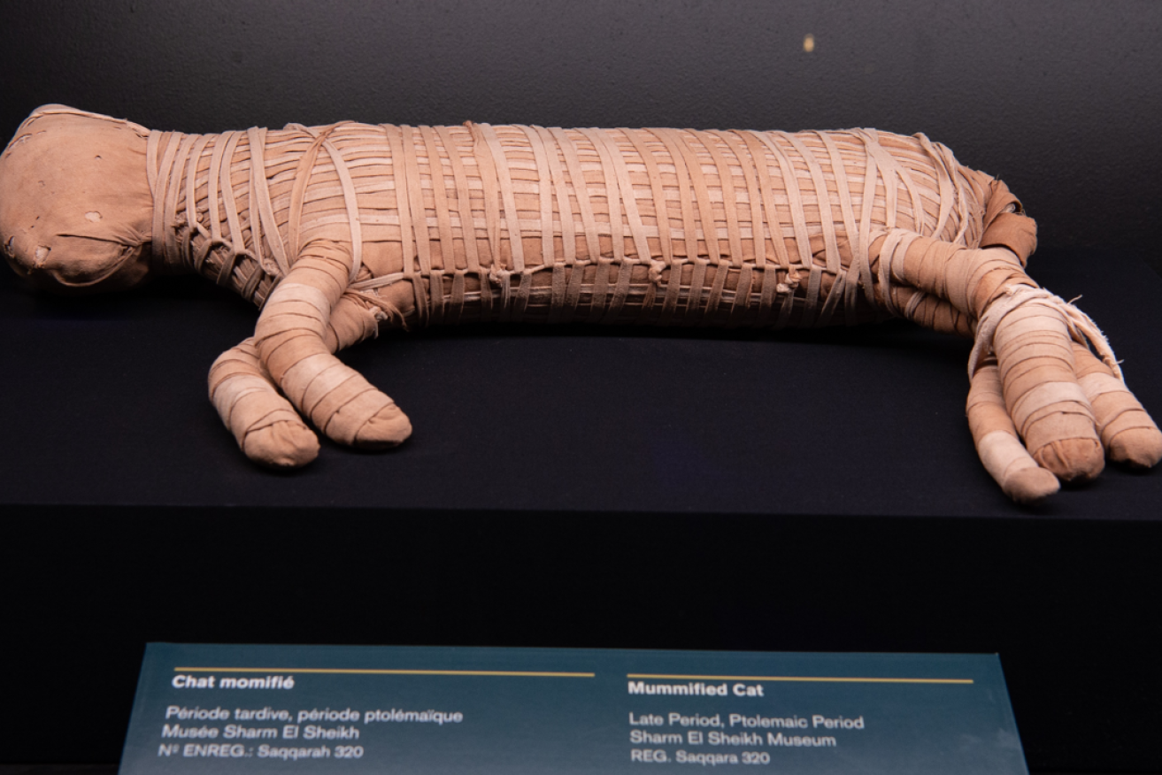 Why the ancient Egyptians mummified cats and other animals is a mystery set to intrigue exhibition visitors.