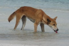 Dingo death underlines visitor behaviour challenge