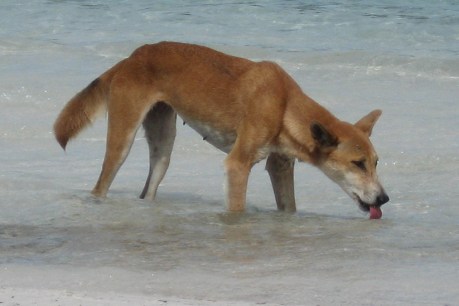 Dingo involved in K&#8217;gari attack captured and euthanised