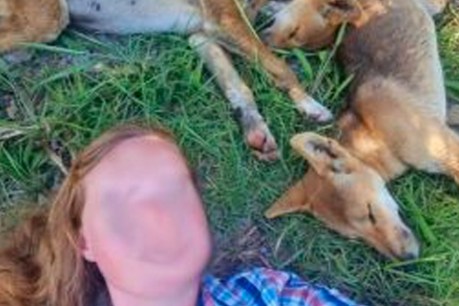 Women fined over selfies, footage with K'gari dingoes