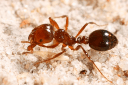 Sydney suburb locked down after nasty pest find