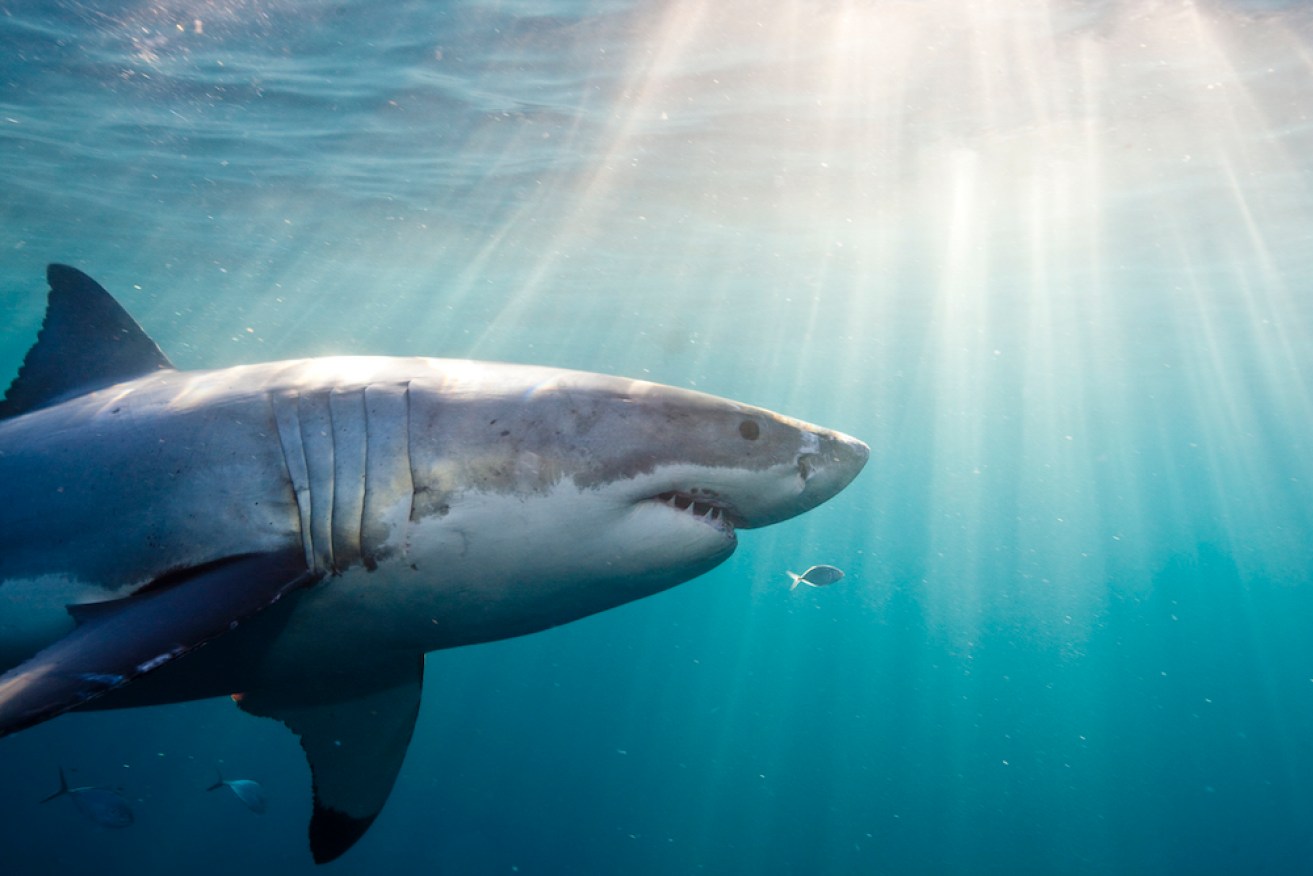 The latest data shows Australia had 40 per cent of the world's fatal shark attacks last year.