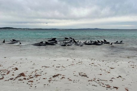 Pod of 70 whales stranded on remote WA beach