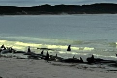 Fifty one stranded whales dead on WA beach