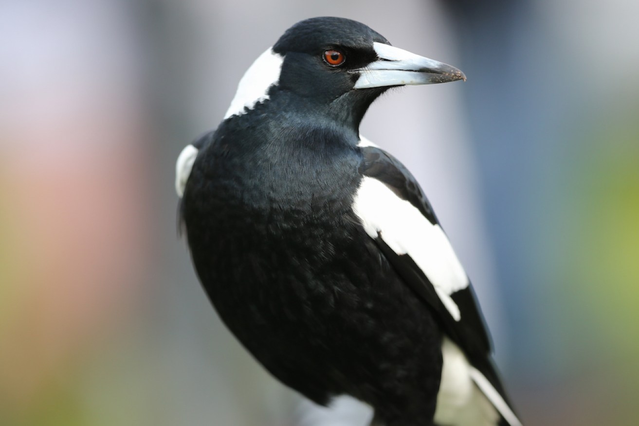 The Australian National Dictionary wants to add all the best colloquialisms Australia has for animals and plants.