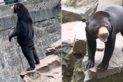 China zoo denies bears are ‘humans in disguise’