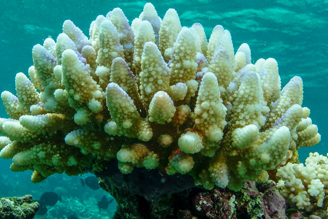 Coral recovery has been halted across the reef after a warmer-than-expected year.