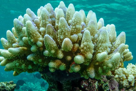 Bleaching halts coral recovery on Barrier Reef