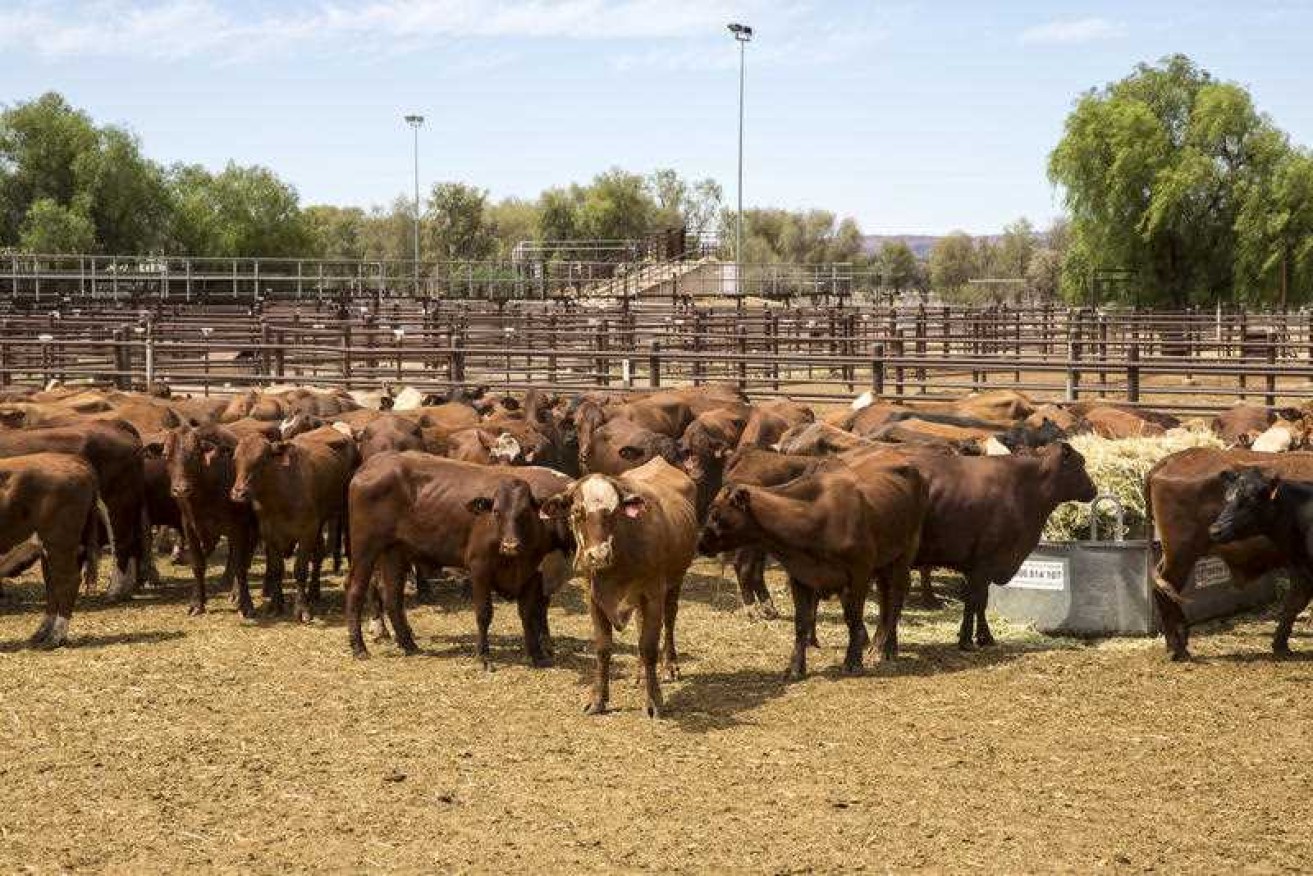 Australian authorities maintain that local cattle are lumpy skin disease-free.