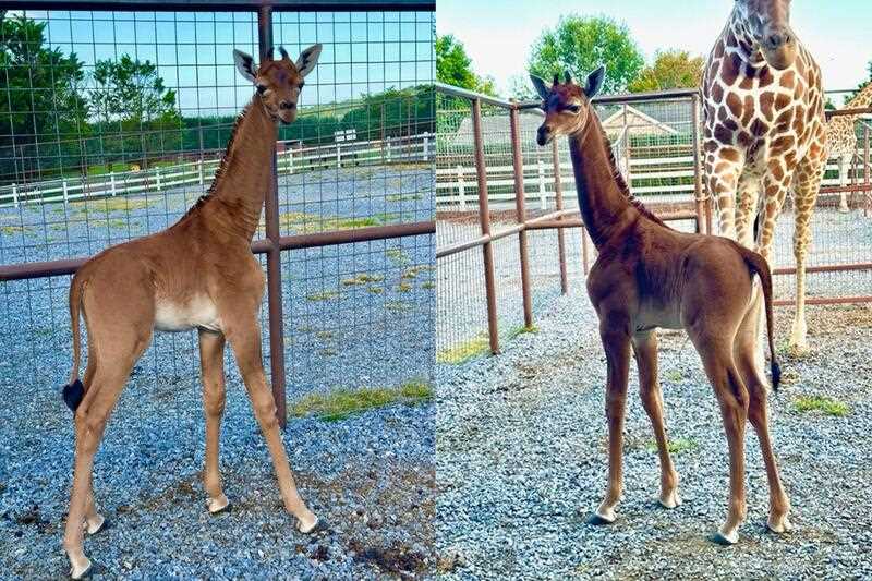 Rare giraffe without spots born at US zoo