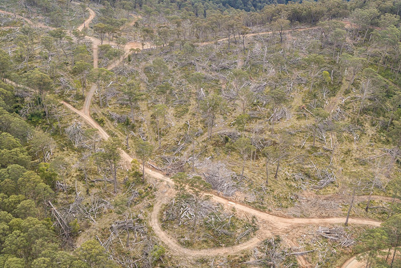 A stop work order has been issued for logging in parts of the Tallaganda state forest.
