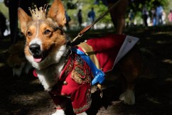 Trooping of the corgis to mark Queen anniversary