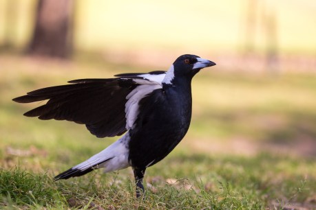 When magpies attack: Tips for swooping season
