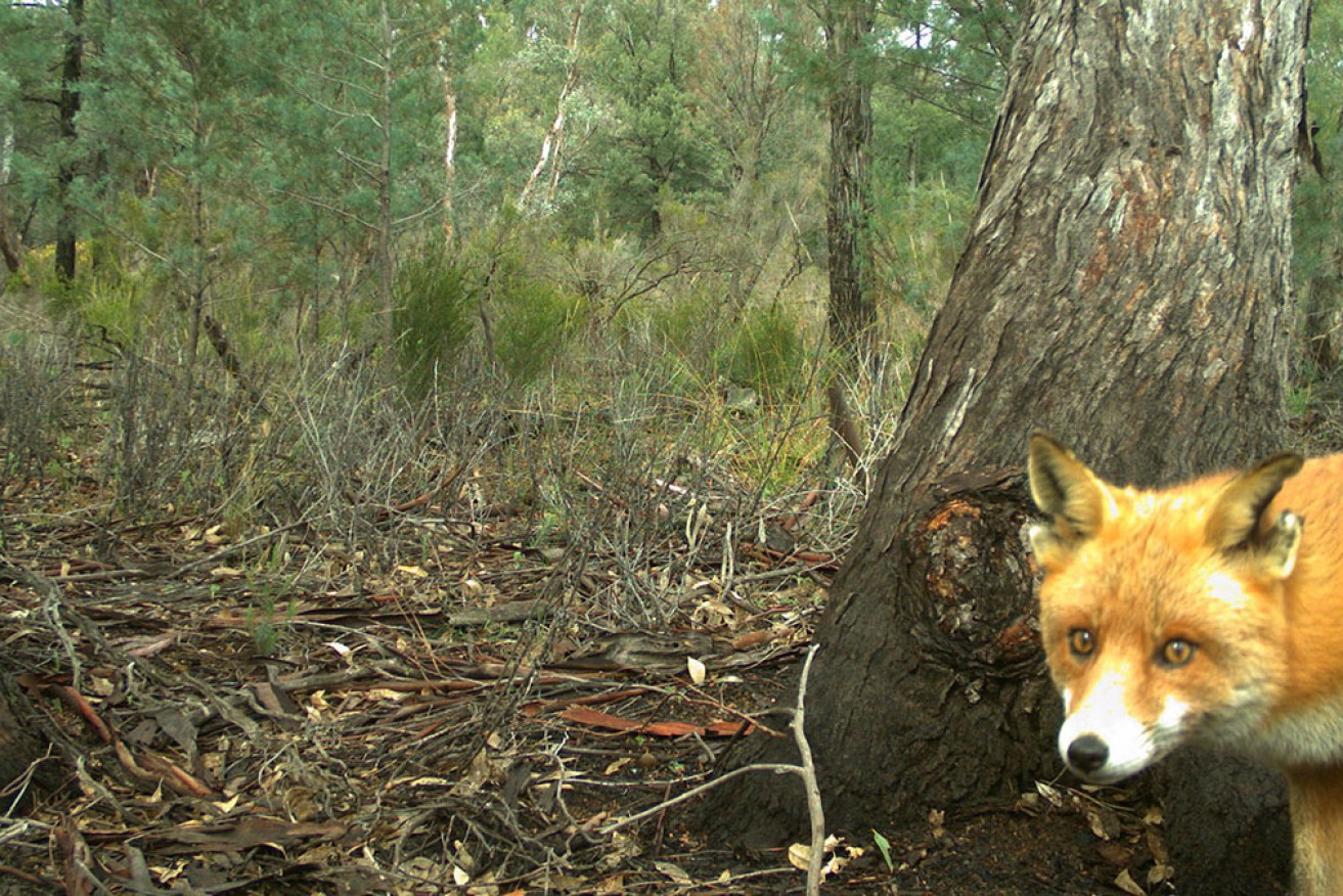 Invasive species such as foxes are devastating for Australia’s native animals.