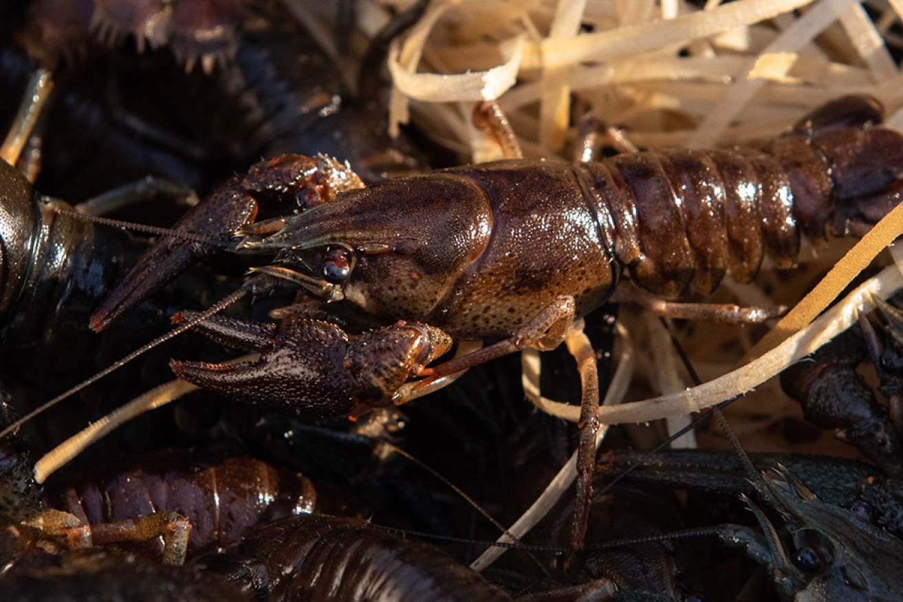 Freshwater crayfish are among the new listings added to Australia's threatened species list. 
