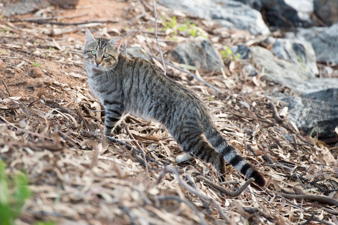 The government is going to war with feral cats.